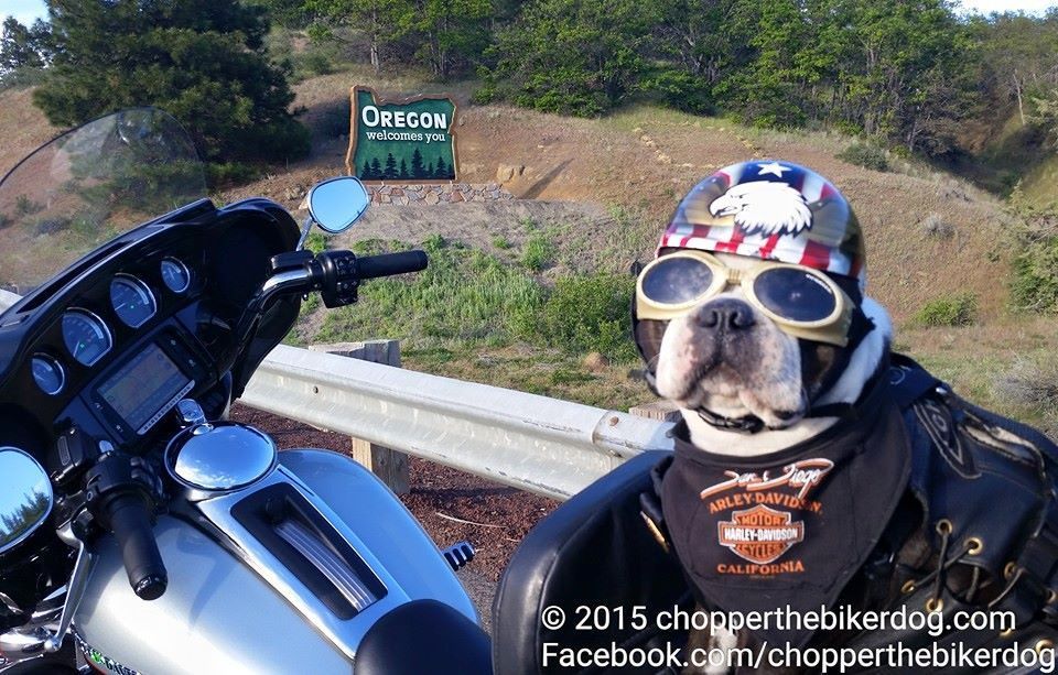 Motorcycle gear for store dogs