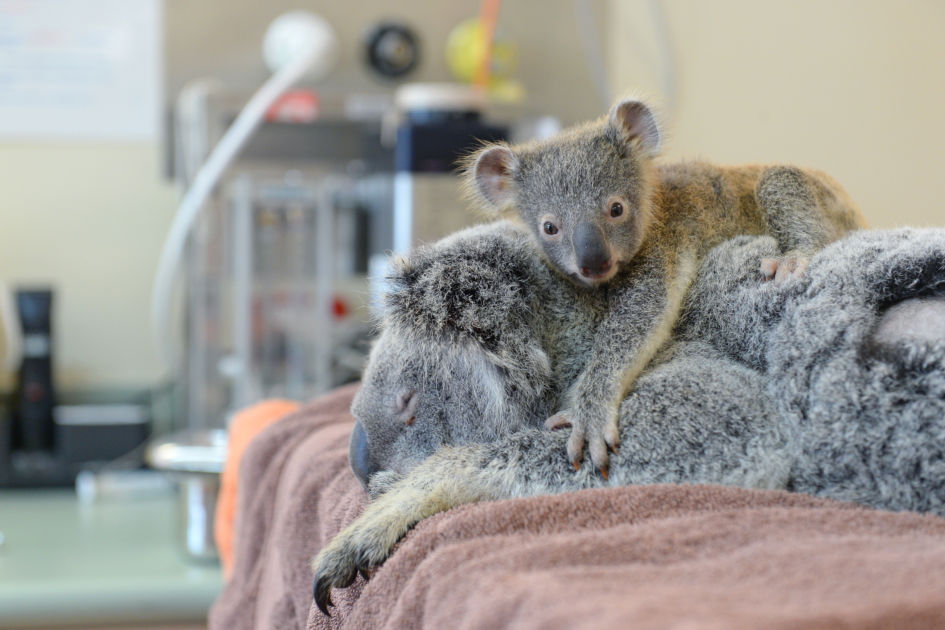 Ten-year-old girl who nurses orphaned koalas is among the stars of a new  series