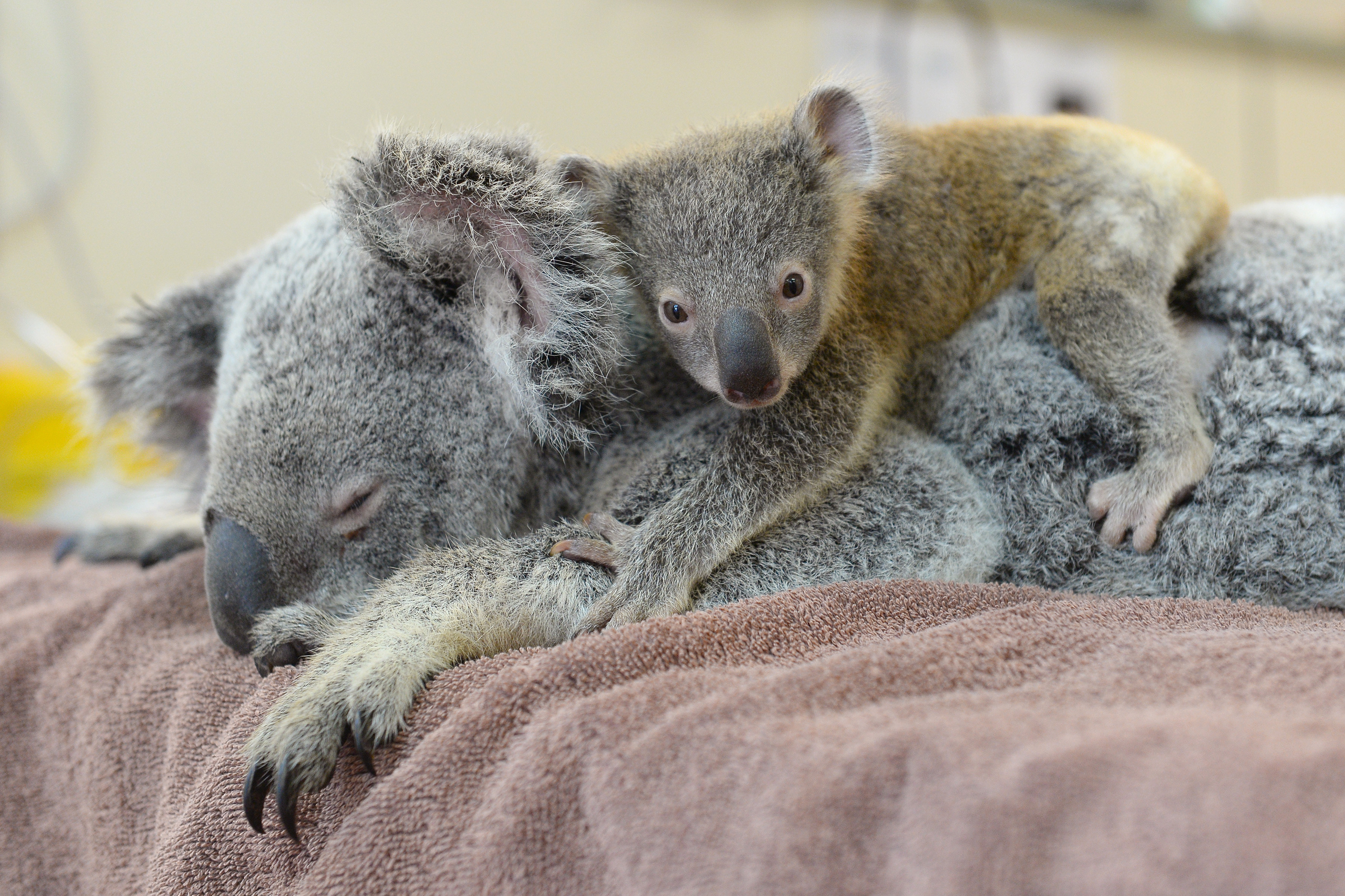 Коала мама. Малыш коала (the Outback). Новорожденный коала. Детеныш коалы новорожденный. Коала с детенышем.