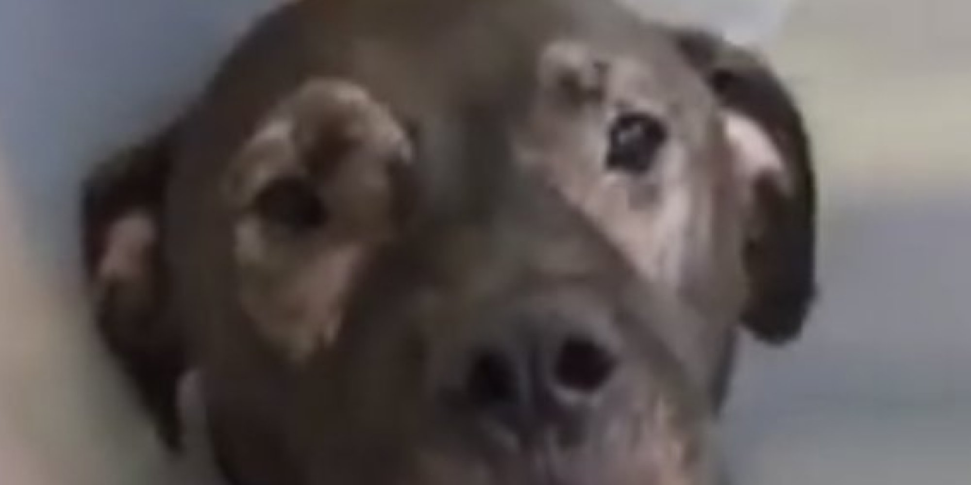 Eye Surgery Lets Abused Dog See His Rescuer For The Very First Time ...