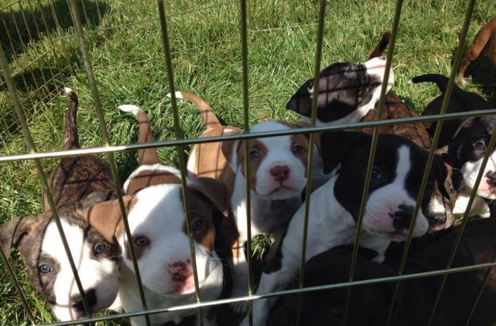 People Lined Up At 4 A M To Adopt These Adorable Pit Bull Puppies Huffpost