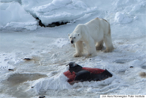 polar bear eat dolphin