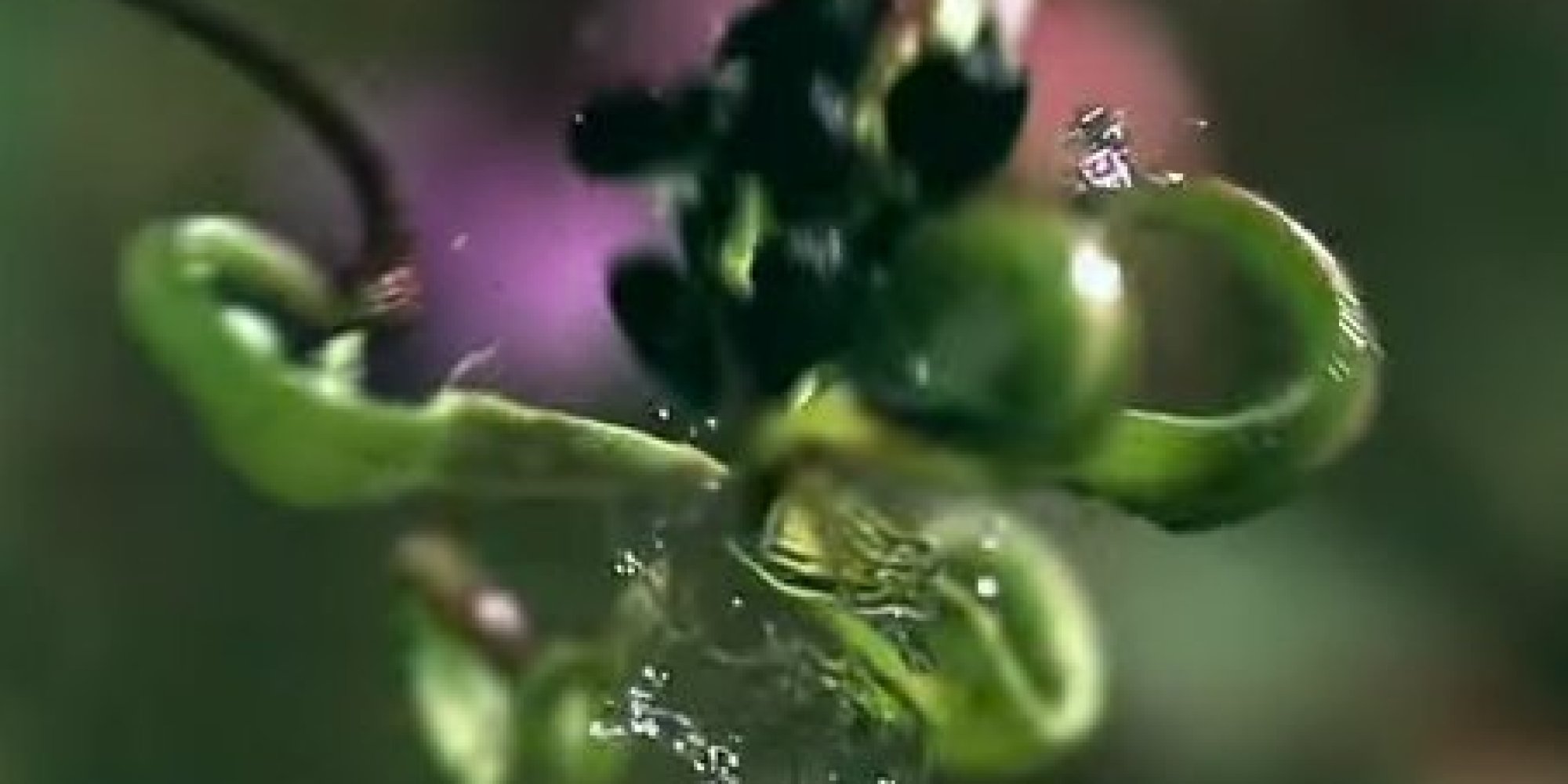 Exploding Plants Are Blowing Up The Internet, Thanks To Smithsonian ...