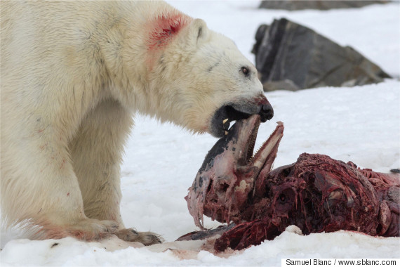 polar bear eats dolphin