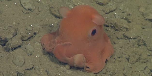 New Octopus Is So Adorable It Might Be Named Opisthoteuthis Adorabilis