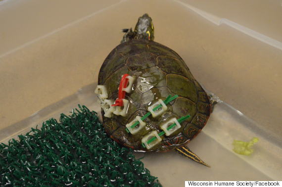Turtle's broken shell held together with wires, pins and glue