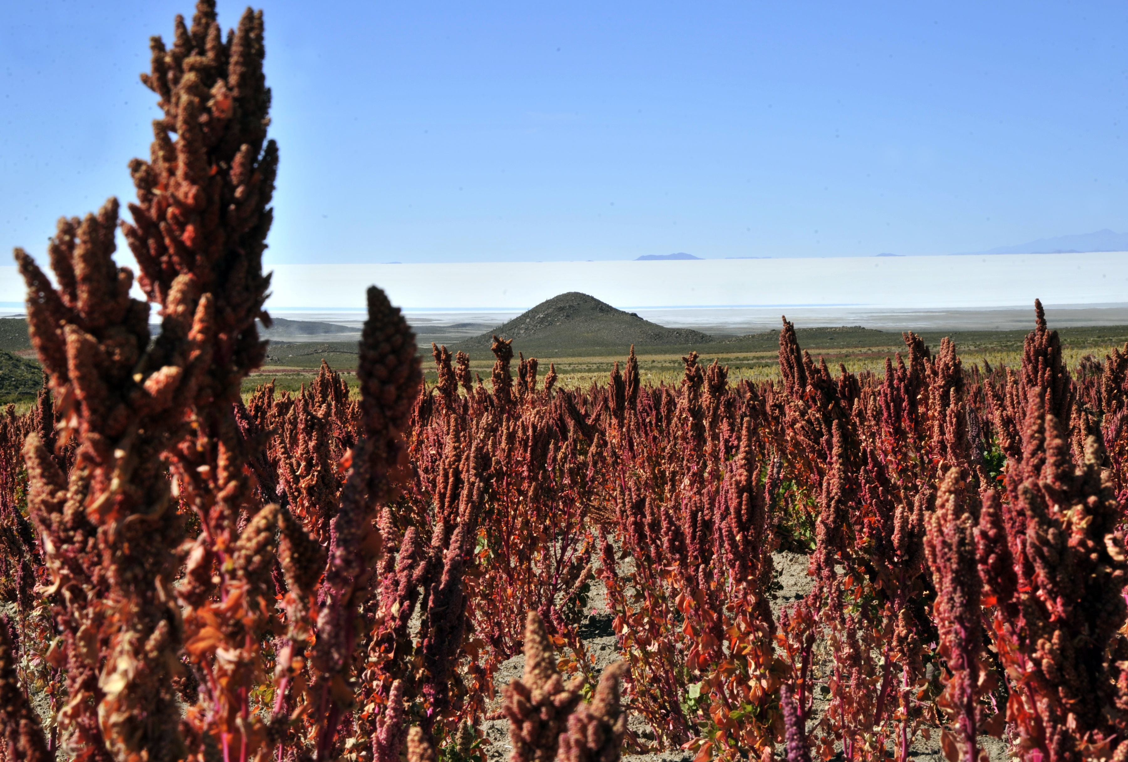 quinoa