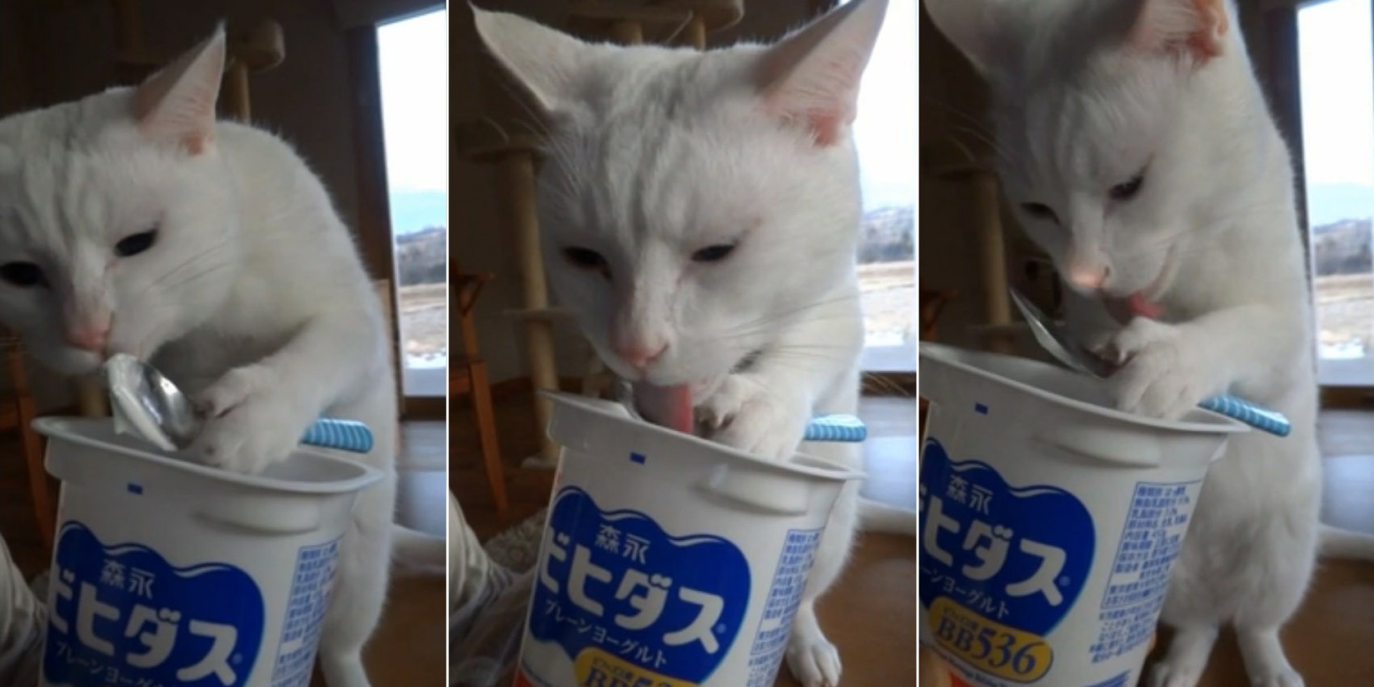 Можно котам кефир. Смешной йогурт. Кот кефир. Коты в йогурте. Йогурт с кошкой.