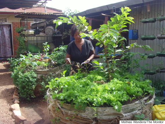 sack farming