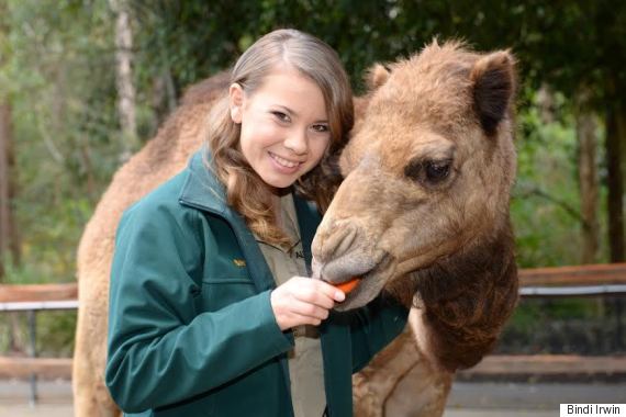 bindi irwin