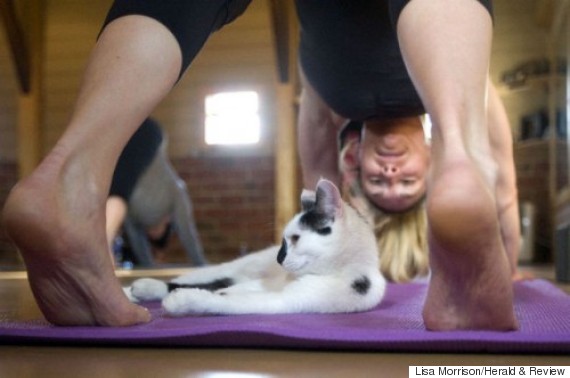 cat yoga