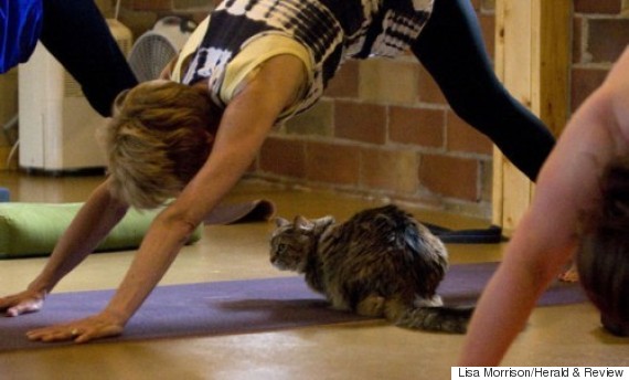 cat yoga