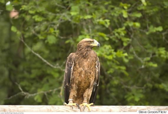 lesser spotted eagle