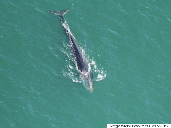 fin whales