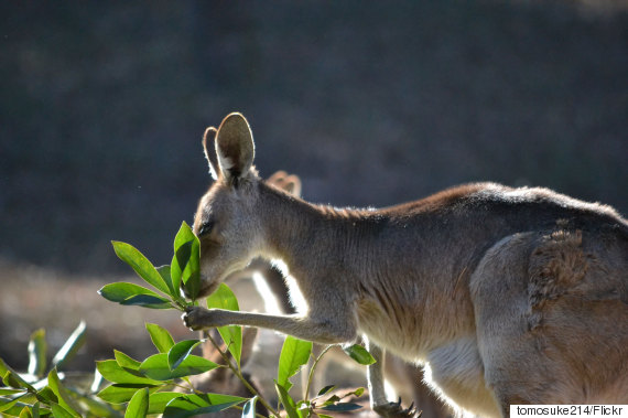 kangaroo left handed