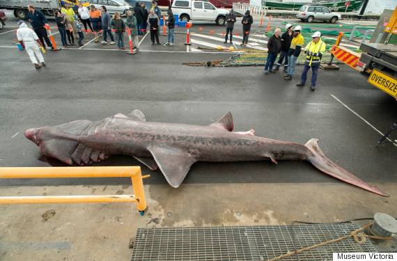 basking shark 2