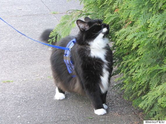 walking a cat on a leash