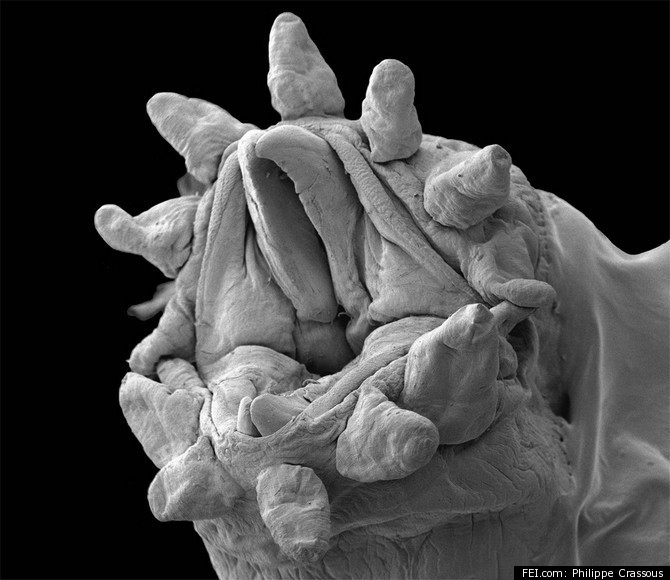 In Charlotte Bronte Pillar Hydrothermal Vent Tube Worm Under An Electron Microscope, A Different View  (PHOTO) | HuffPost Impact