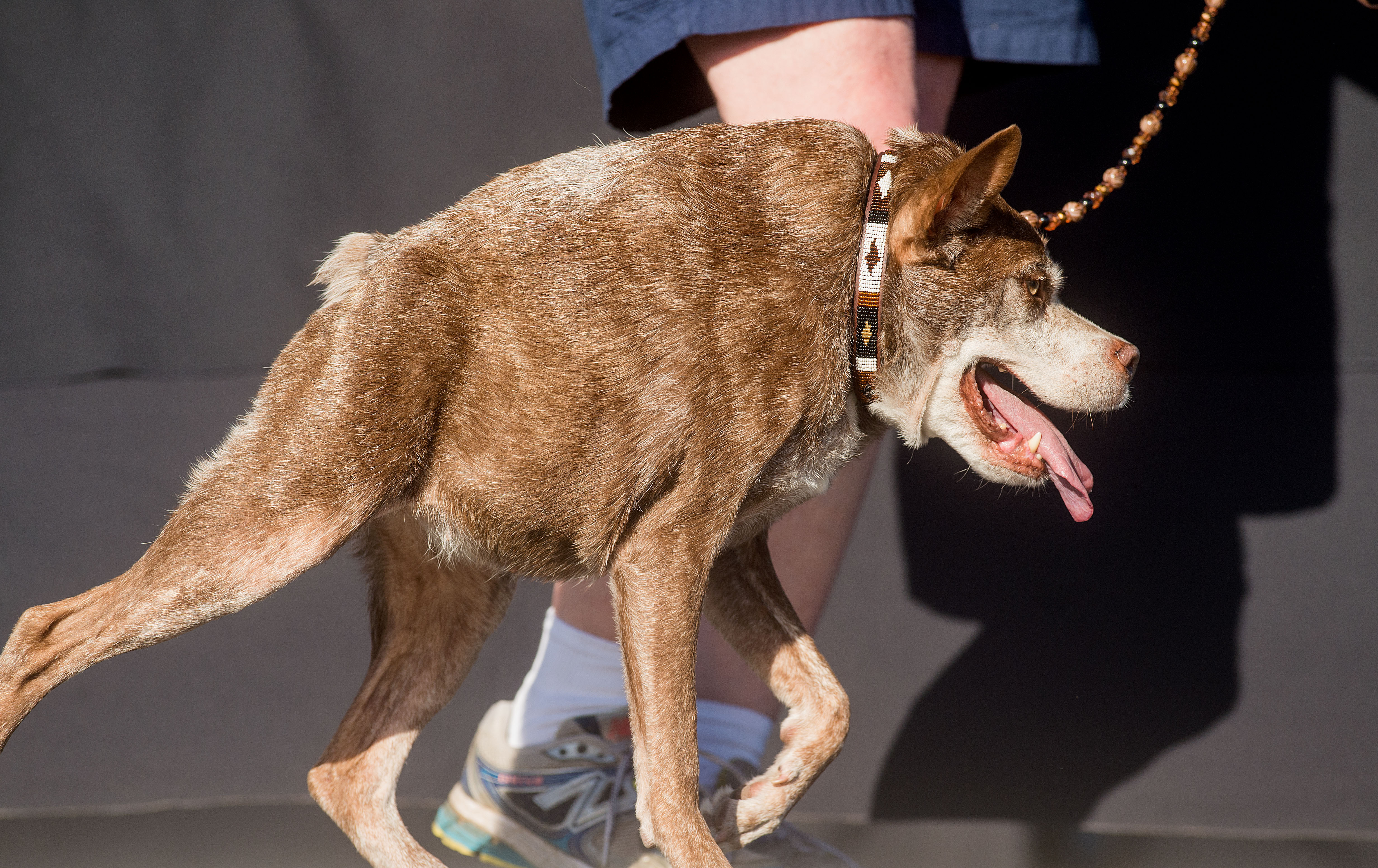 she-s-been-named-the-world-s-ugliest-dog-but-we-think-she-s