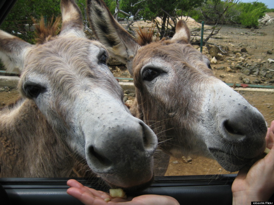 bonaire donkey sanctuary