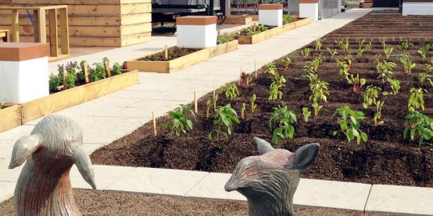 rooftop farming