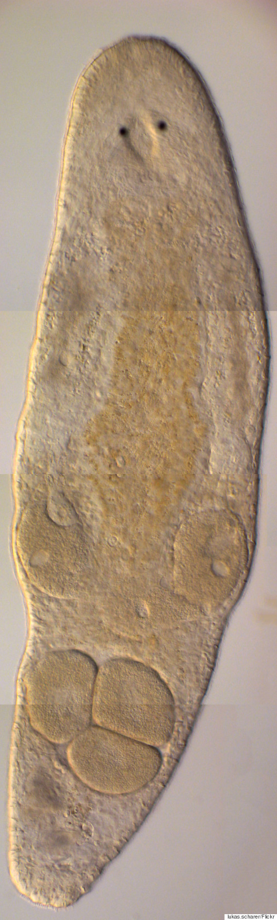 macrostomum hystrix