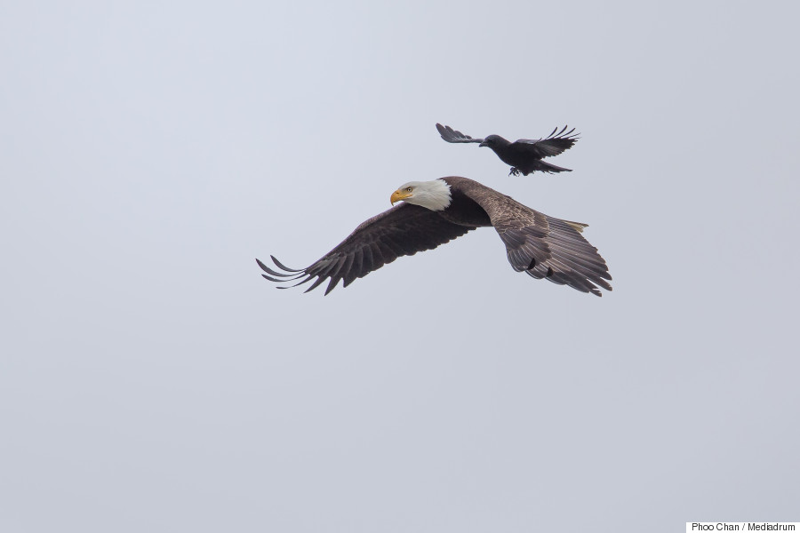 crow eagle