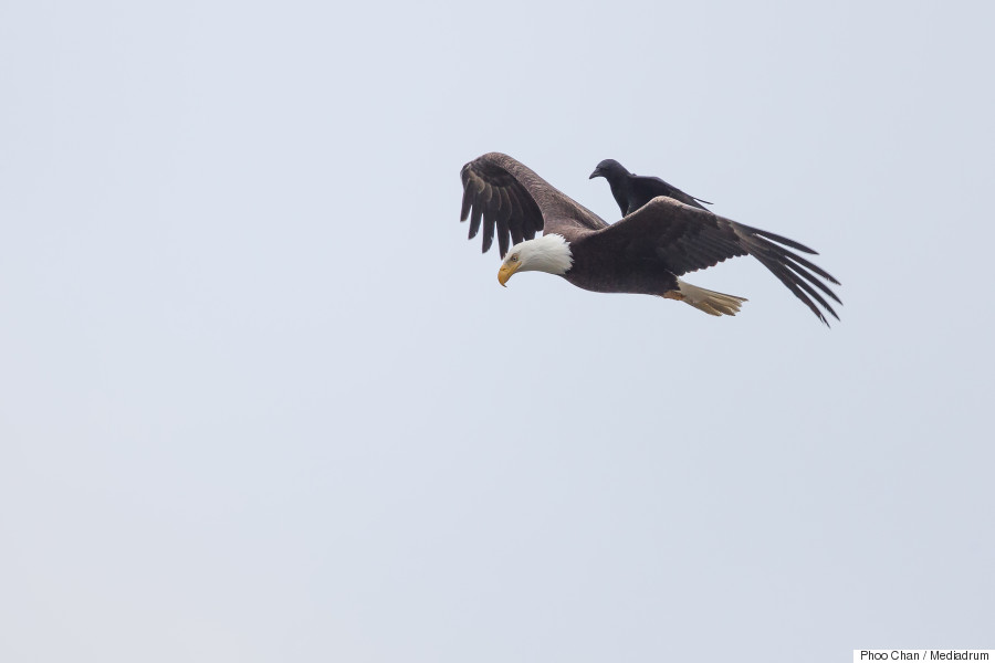 crow riding eagle