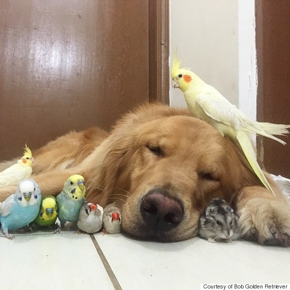 This Golden Retriever Snuggling With 
