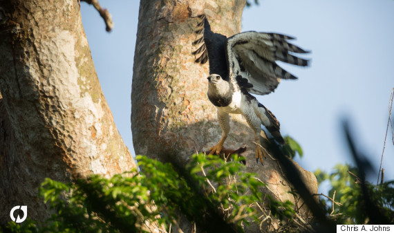 Rare Harpy Eagle Found in the Amazon | HuffPost