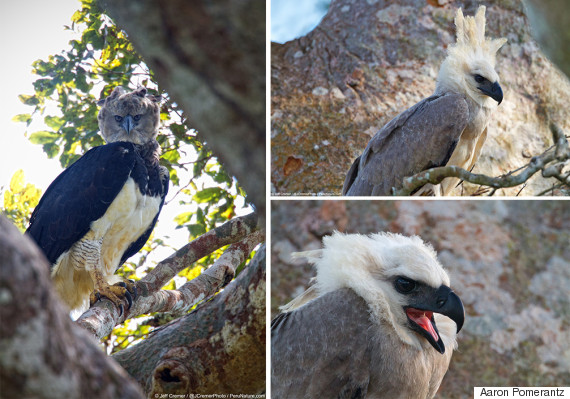Rare Harpy Eagles Found Nesting With Chick, 4K