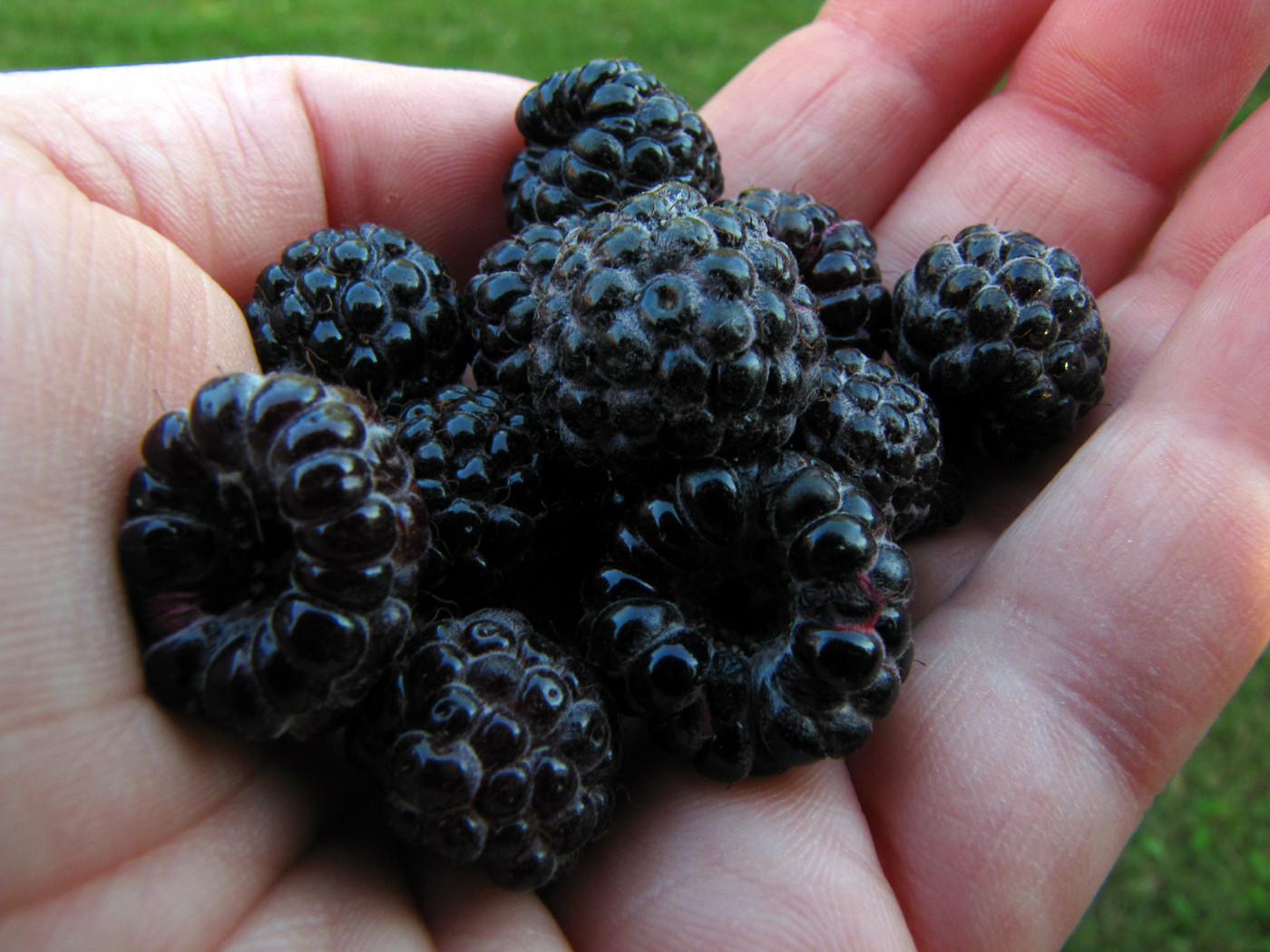 Blackberry Vs Black Raspberry Whats The Difference Huffpost Life 0834