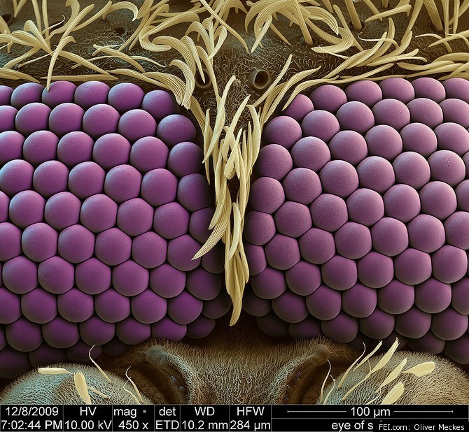 Mosquito Eyes Up Close Electron Microscope Image Creates Stunning