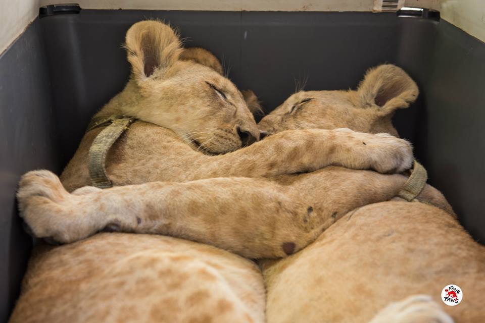 cuddle2