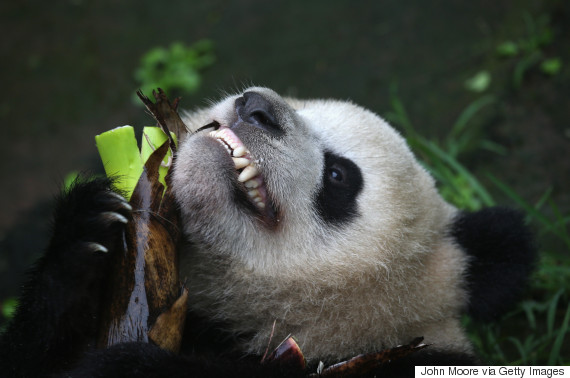 giant panda