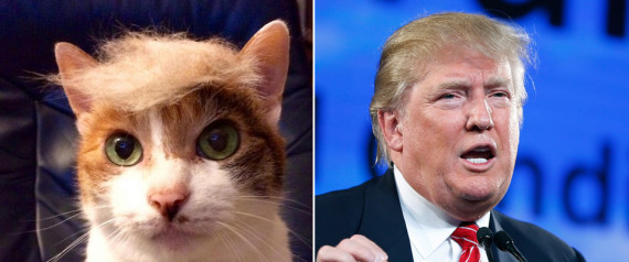 'Trump Your Cat' Encourages People To Put Donald Trump Hairstyles On ...