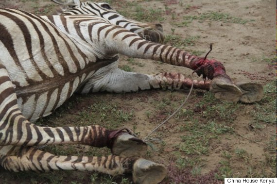kenya zebra 1