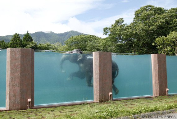 elephant pool