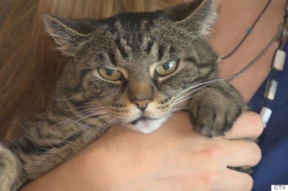 family upset shaved cat