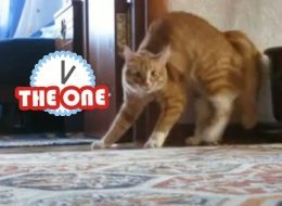 http://i.huffpost.com/gen/319313/thumbs/s-HUNCHCAT-OF-NOTRE-DAME-large.jpg