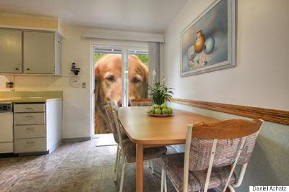 house for sale with dog