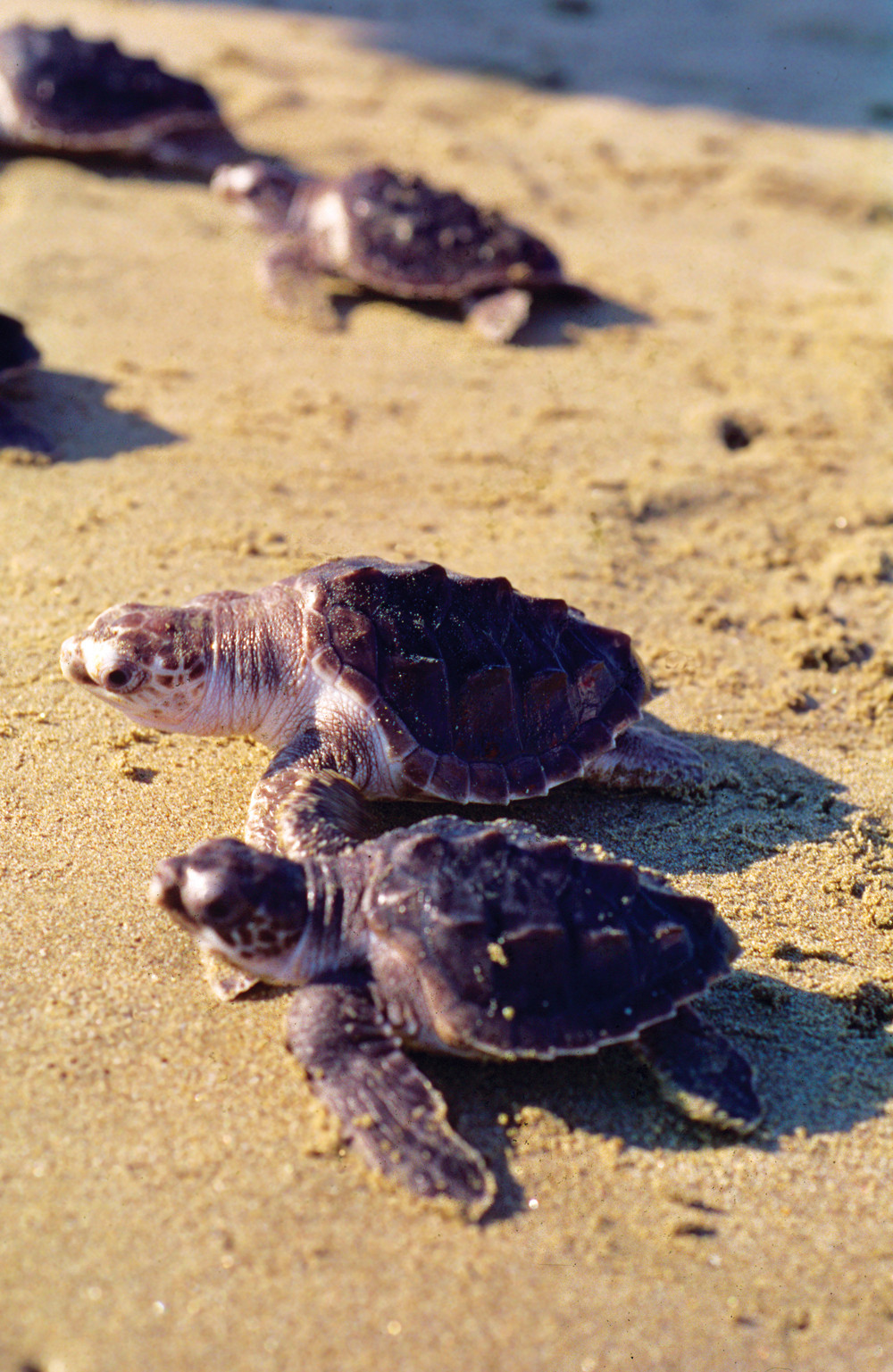 tortugas playa
