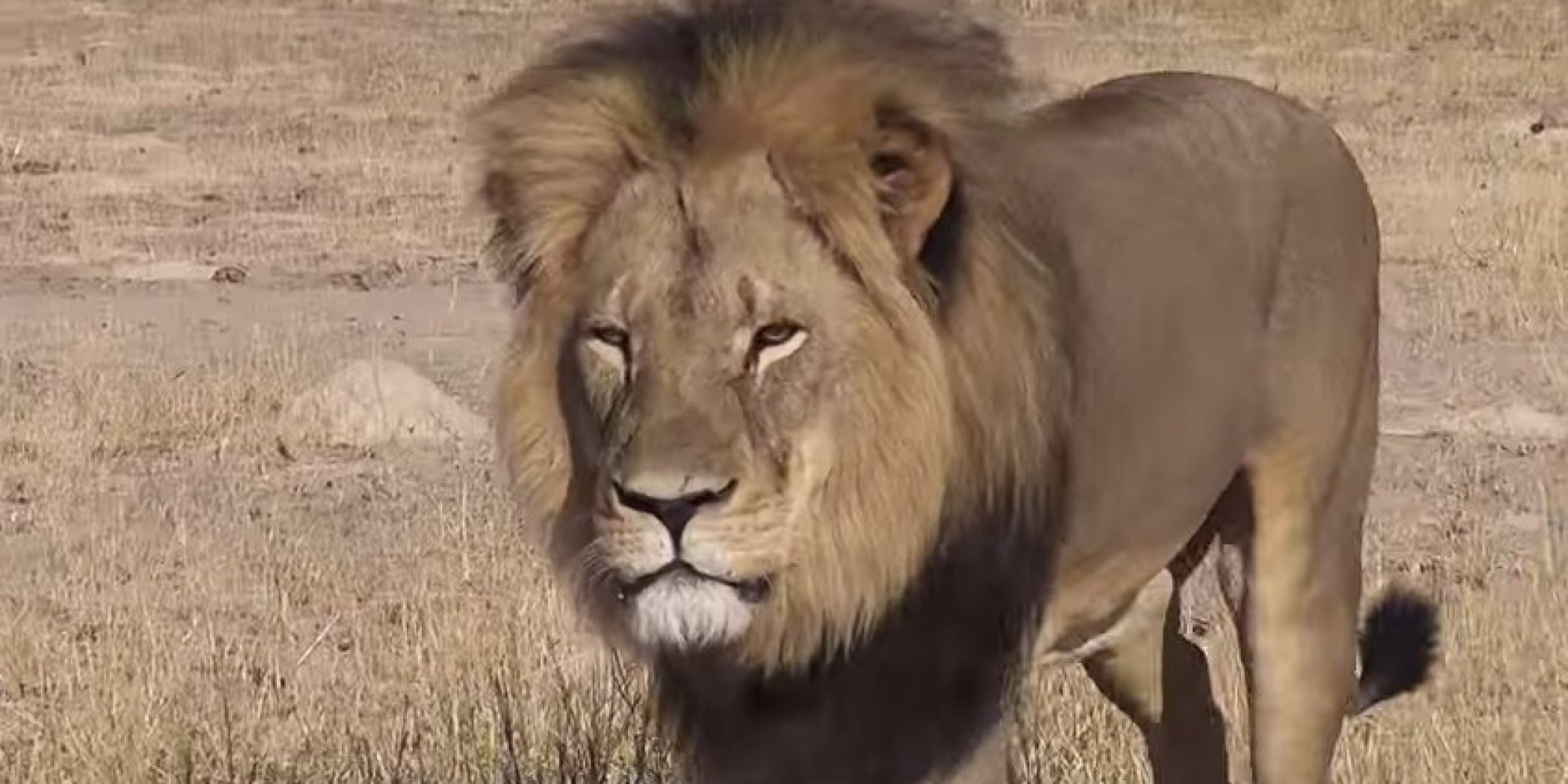 MEP Calls For EU Ban On Trophy Lion Imports After Zimbabwe's Cecil The ...