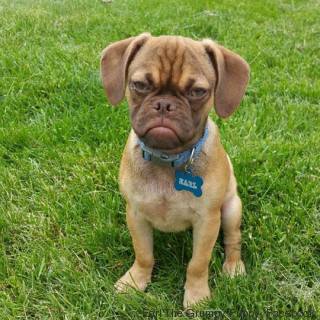 grumpy puppy perrito