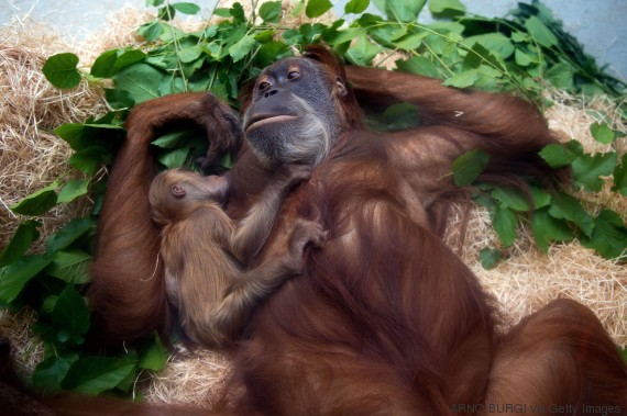 bebe orangutan zoo alemania