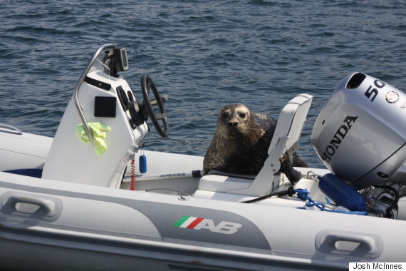 seal on boat