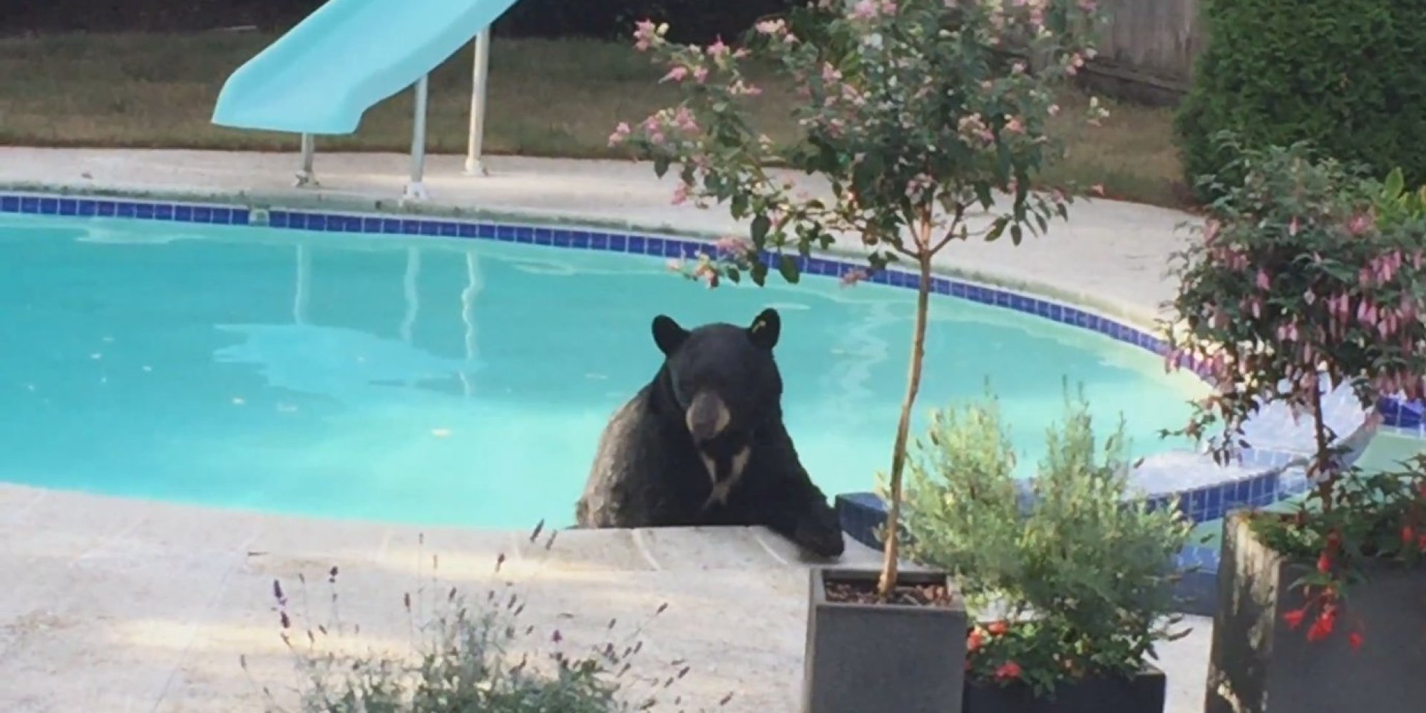 North Vancouver Bear Cools Off In Backyard Pool