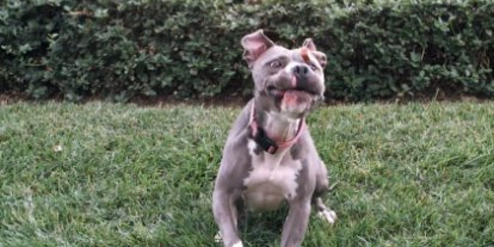 Fail to catch. Dog fails.