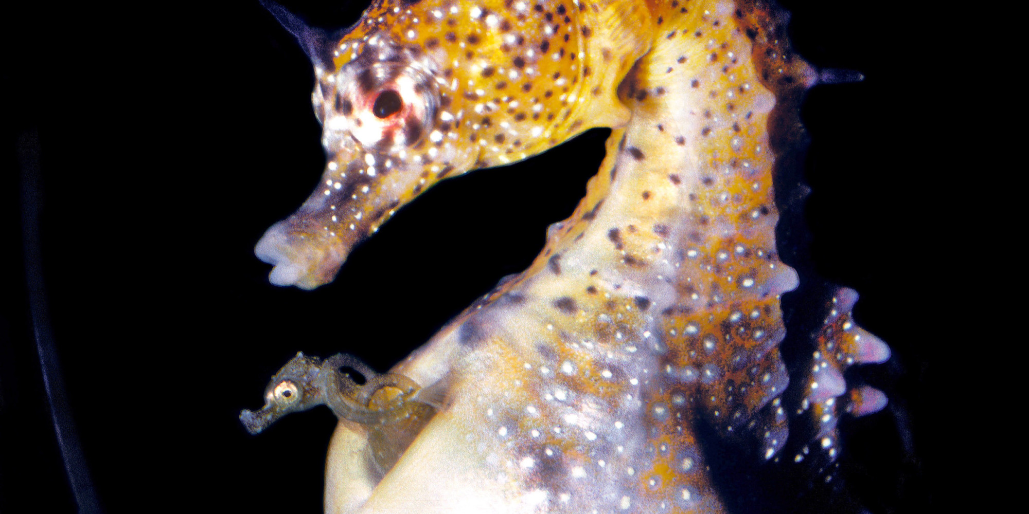 Беременный морской конек фото