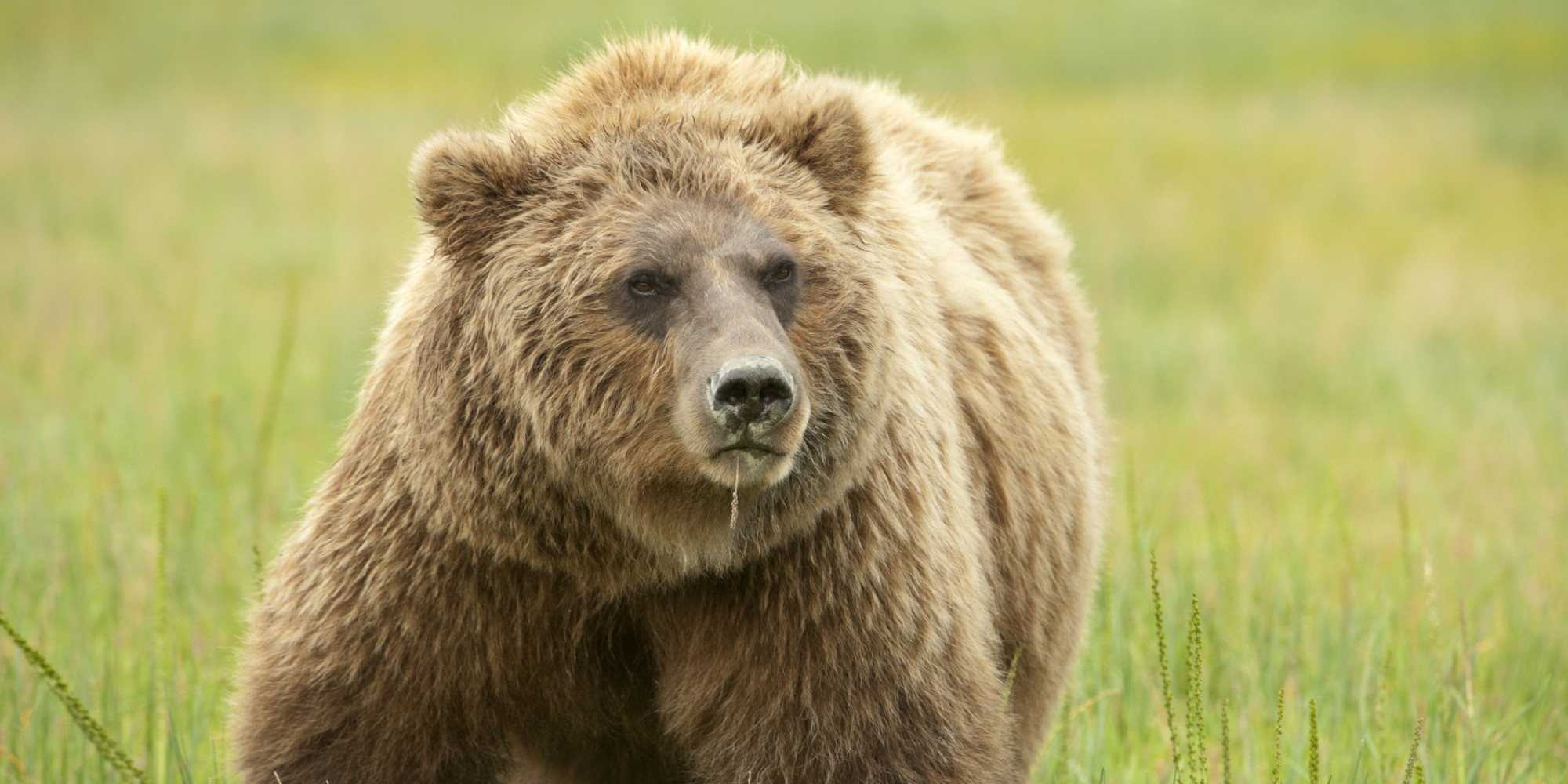 Alberta Grizzly Siblings Dead After Being Relocated From Town